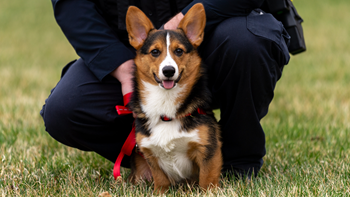 A corgi puppy stands in front of the legs of a crouched police officer.