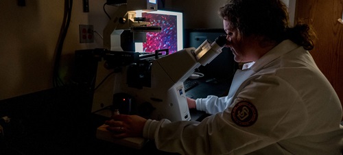 Researcher looking through a microscope in a lab