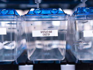 Zebrafish in blue lab container on shelf