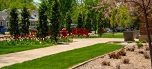 Red and White Tulips on Campus.