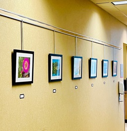 The arts in medicine gallery showcased in Lee Med.