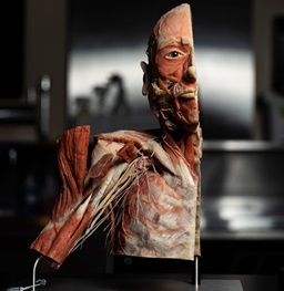 A human physiology model with half it's right side.