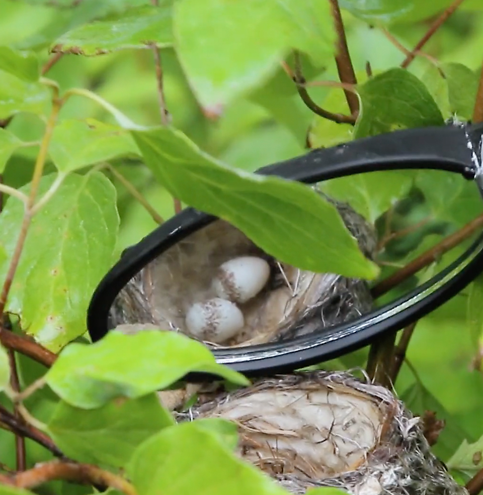 A student research project in the wild.