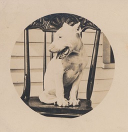 A dog in an old time photo.