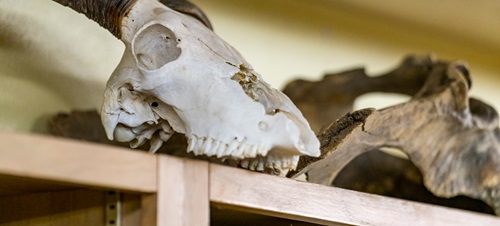 Animal Skull Sitting on a Shelf