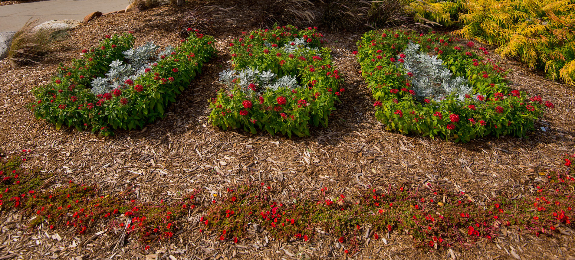 Gardens at USD spelling out the name of the university Gardens at USD spelling out the name of the university
