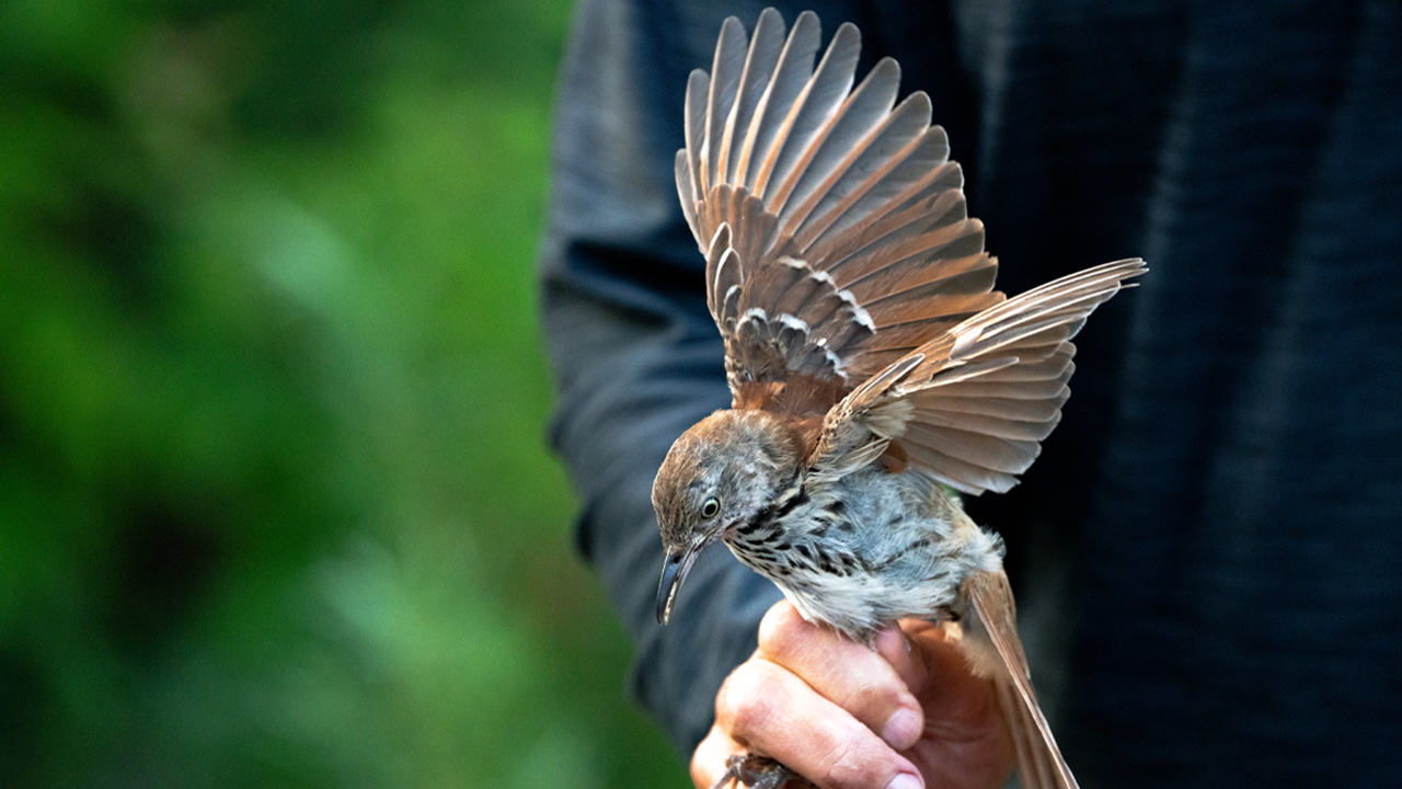 A hand holds a small bird that has its wings extended.
