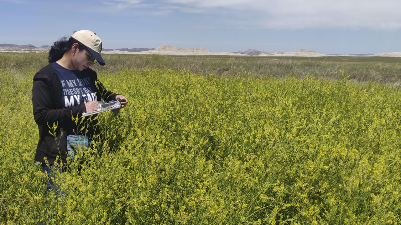 Sakshi Saraf doing fieldwork in the Buffalo Gap National Grasslands. Saraf is holding a clipboard, taking notes of the YSC. Sakshi Saraf doing fieldwork in the Buffalo Gap National Grasslands. Saraf is holding a clipboard, taking notes of the YSC.