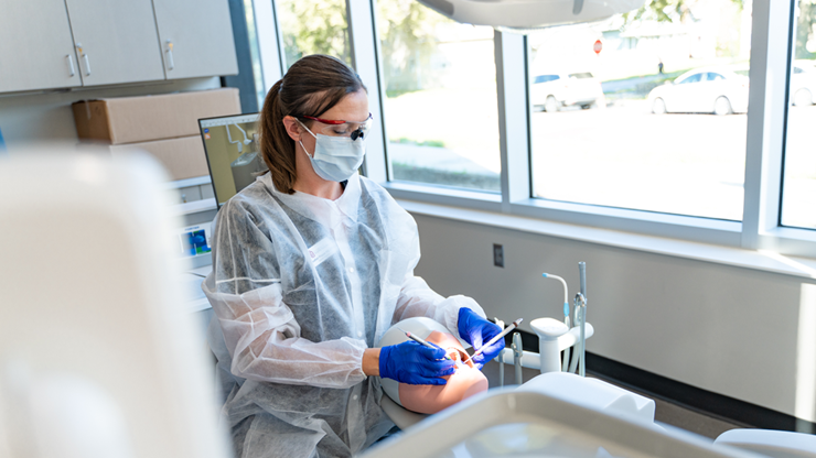 A dental hygienist uses tools to look into the mouth of a medical dummy.