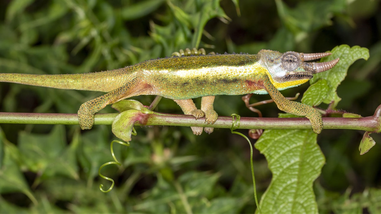 A green chameleon balances on a thin stick.  A green chameleon balances on a thin stick.