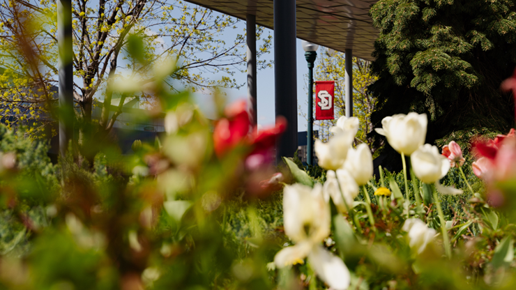 Red and white tulips sit in the foreground, with a red USD banner, attached to a light pole, in the background.
