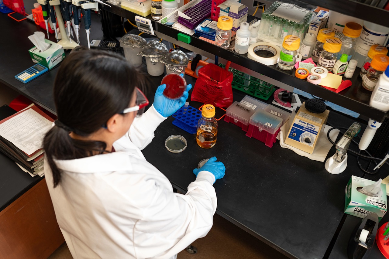 Student performing testing with petri dishes.