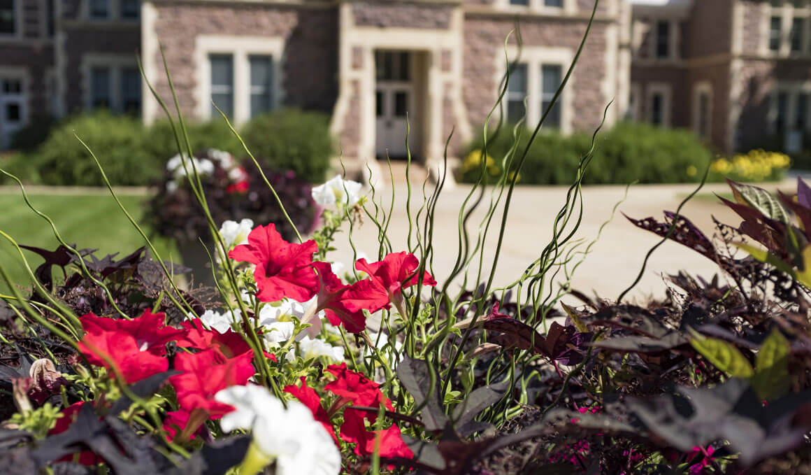 This image shows a focus of bright red and white flowers, with purple leafs in front of Old Main on the USD campus.