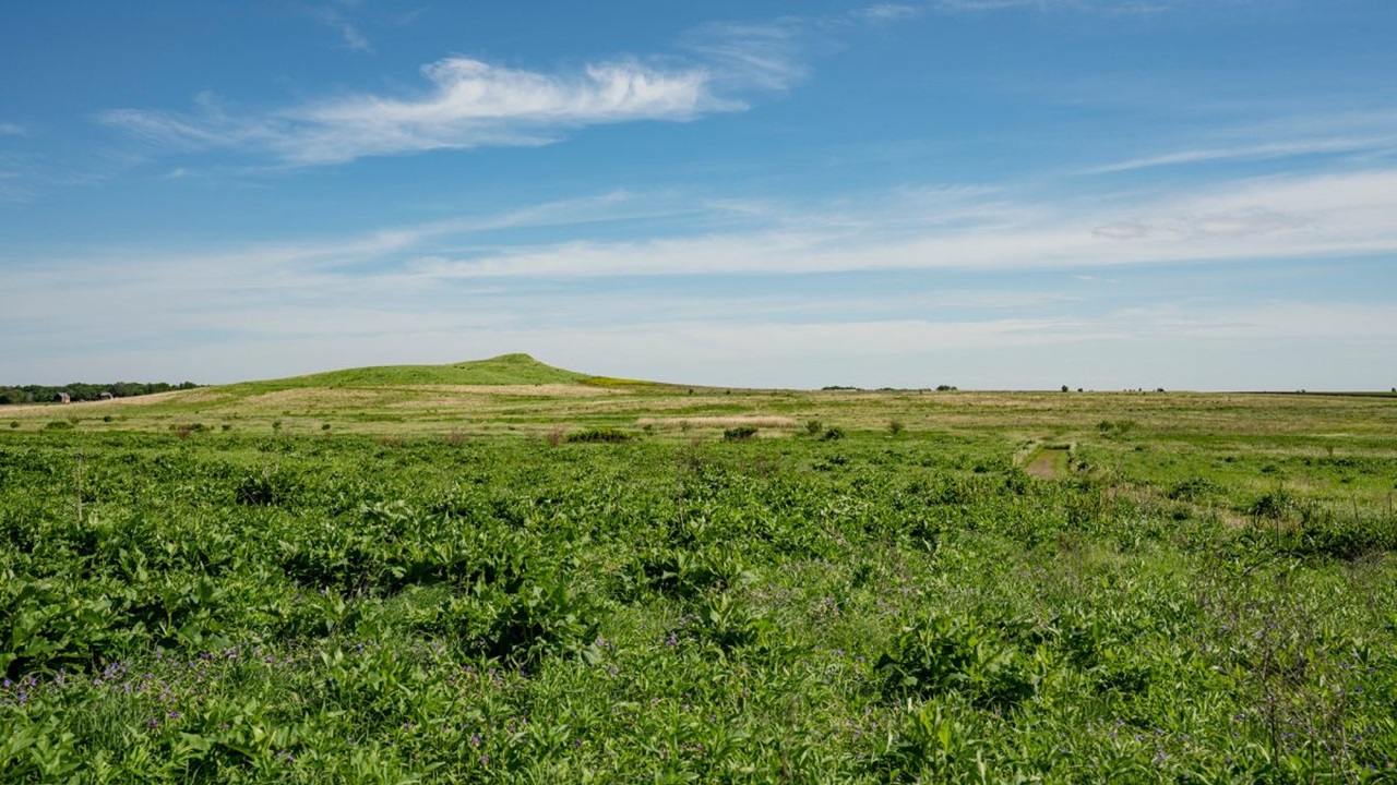 Picture of a green grass in a prairie and a blue sky.