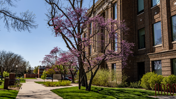 A large tree with bright purple flowers in full bloom stands on the lawn of a red brick building. In the distance, there are other buildings and trees.
