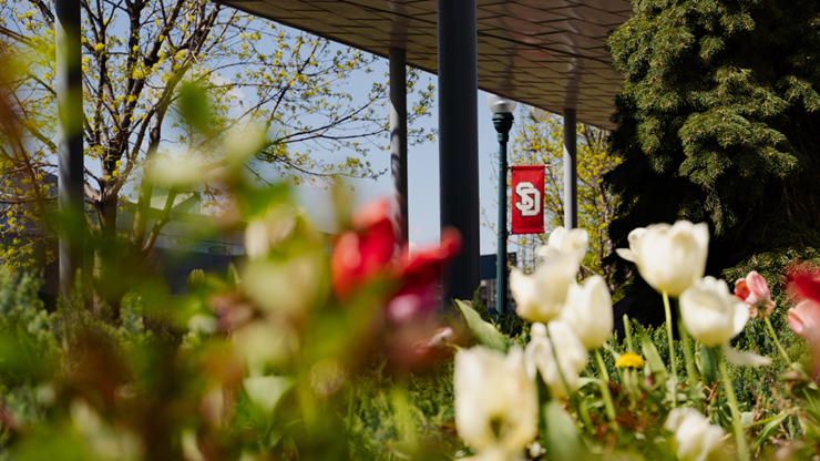 The foreground has red and white tulips and green grass. Some of the flowers are out of focus. There is also a red SD banner in the background.