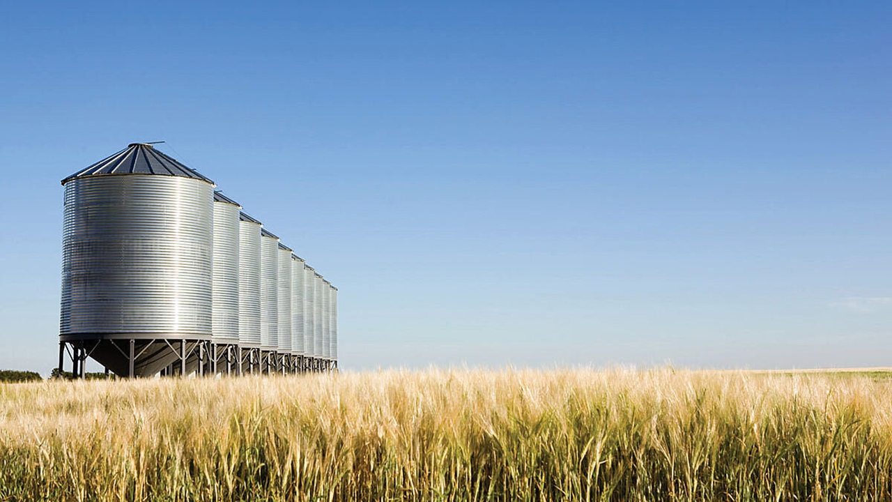 A row of grain bins in a wheat field. The sky is blue.