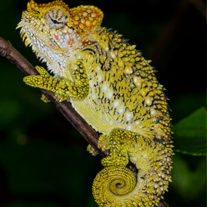 A yellow/green chameleon with a thicker body balances on a stick.