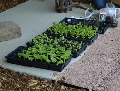 Bright green plants sit in a box filled with soil, ready to be planted.