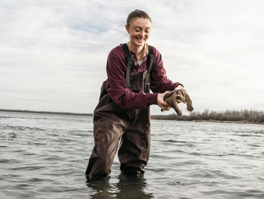 Rub Hawks standing in the water in the Missouri River holding a turtle.