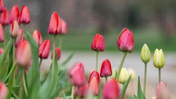 Red tulips bloom in the spring.
